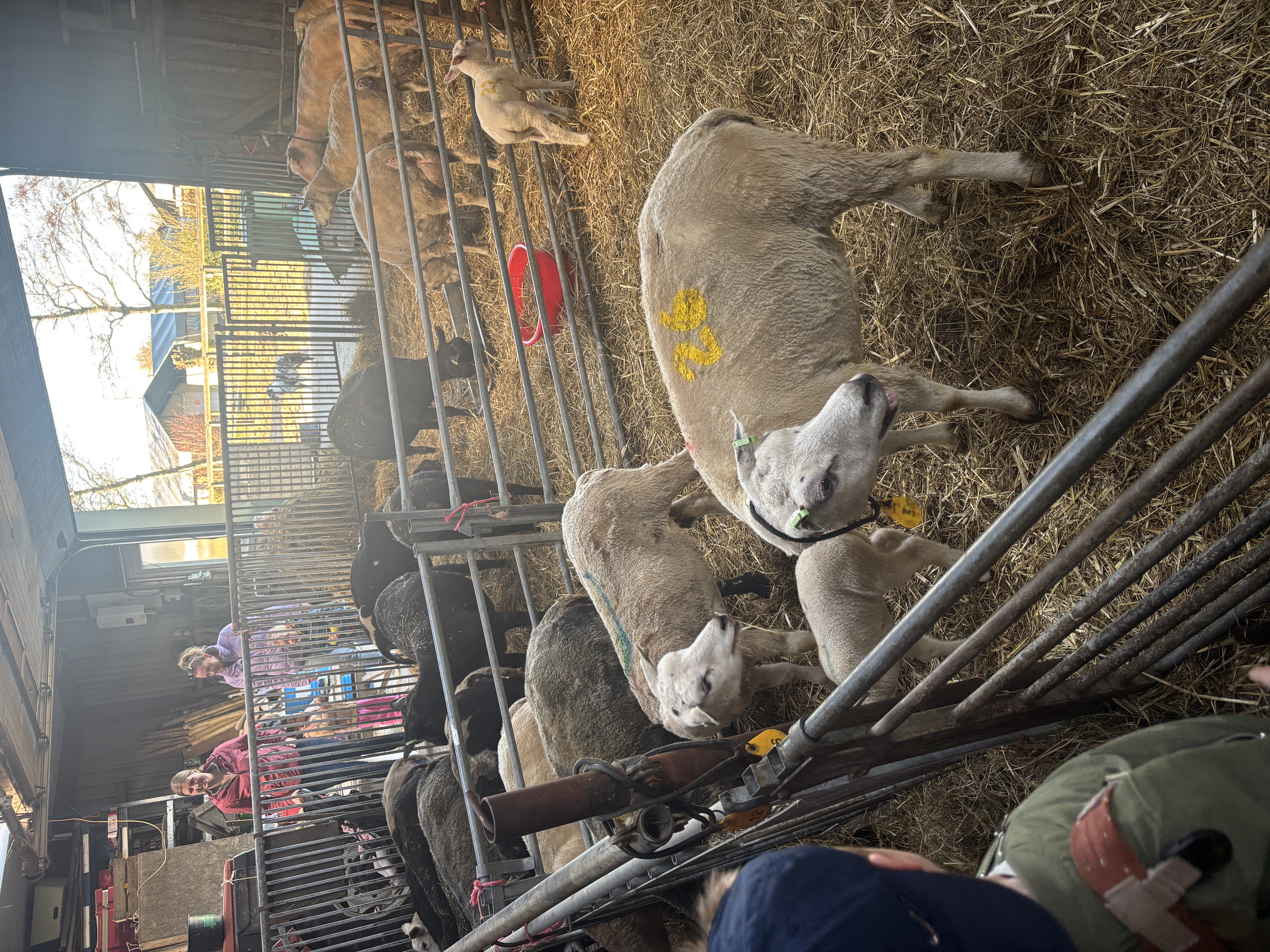 Met de klas de boer op 🐴🚜🌾